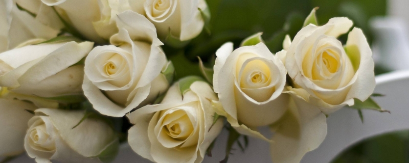 白玫瑰的花語是什么意思
