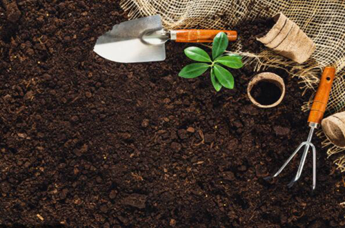 什么季节适合栽培青菜，青菜x种植和播种的方法有哪些