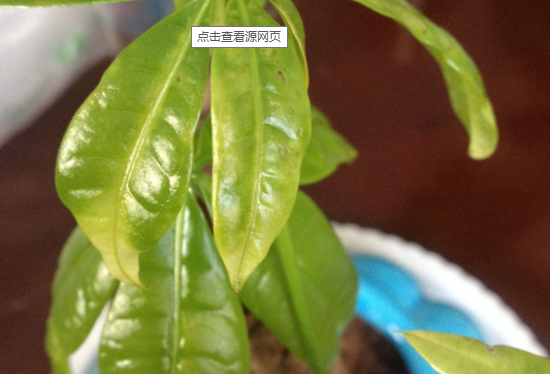 猫屎瓜怎么种植，栽培技术介绍