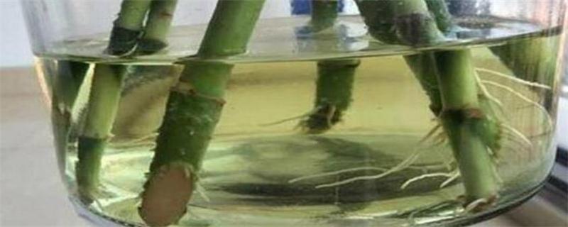 龟甲牡丹的养殖方法和注意事项