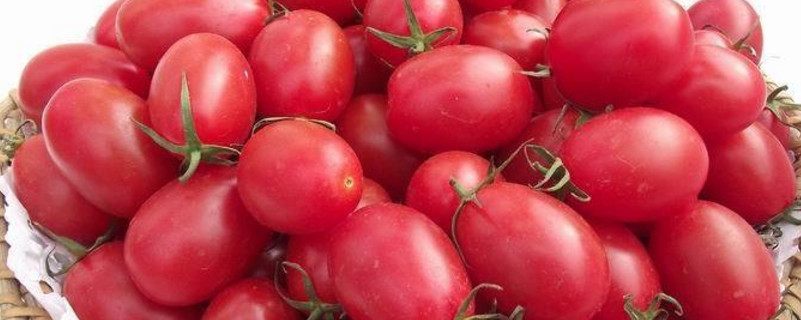 番茄病虫害防治措施