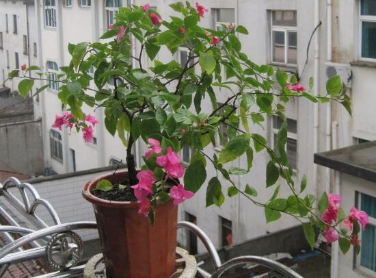 能否在广西种植牡丹花？