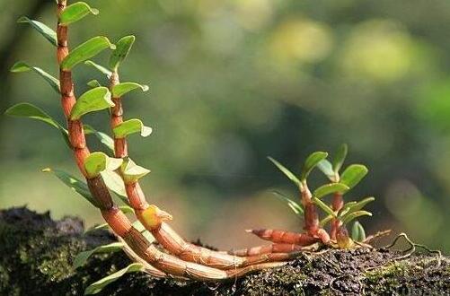 盆栽催芽，让你轻松拥有自己的小菜园