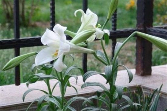 白脉椒草：特性和种类