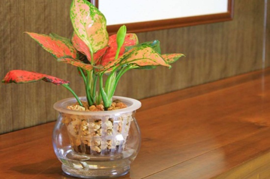 植物提高室内空气质量的功效