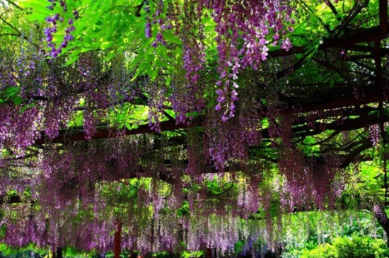 中国紫藤花最美的地方