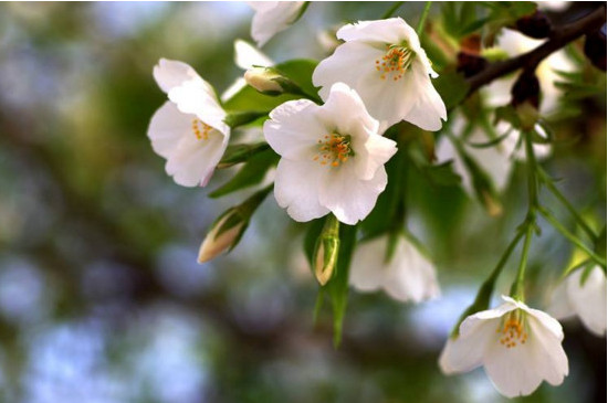 樱桃树全年用药表