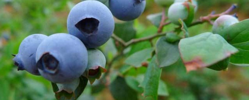 蓝莓土壤配方