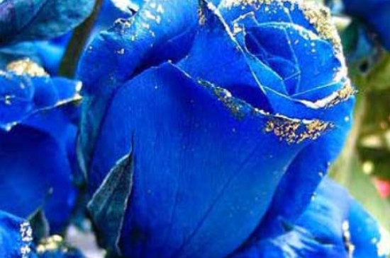 蓝色妖姬的花语是什么意思