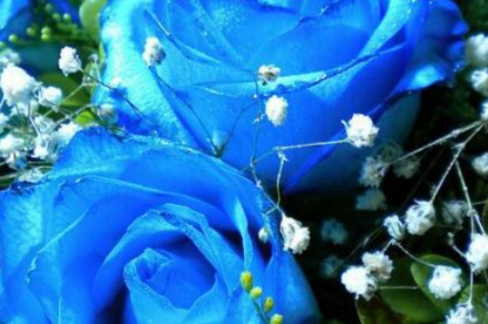 蓝色妖姬的花语是什么意思