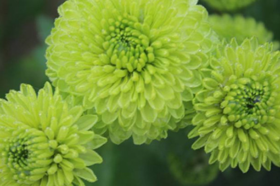 绿乒乓菊的花语和寓意
