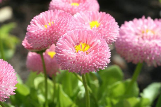 粉色雏菊的花语和寓意