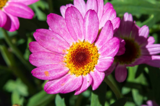 粉色雏菊的花语和寓意