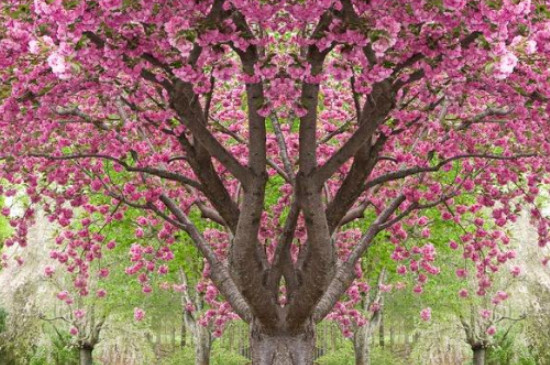樱花树什么时候移栽成活率高