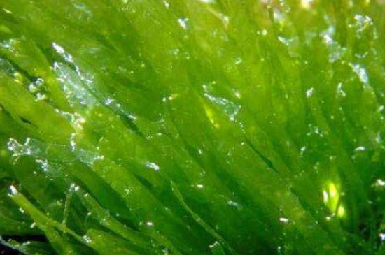 藻类植物,苔藓植物和蕨类植物的繁殖方式