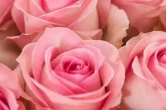 粉雪山玫瑰花语和寓意
