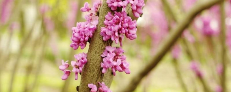 紫薇和玉兰哪种被称为痒痒树