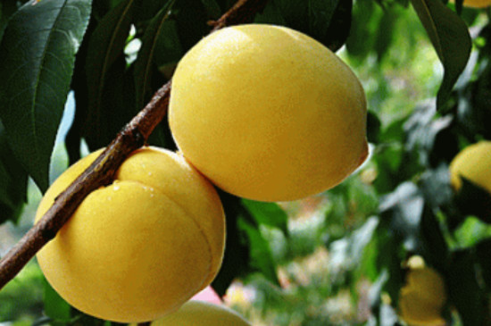 12月份成熟的冬桃有哪些品种