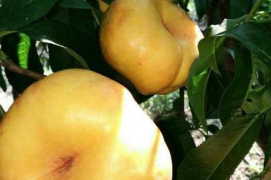 12月份成熟的冬桃有哪些品种