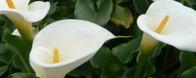 马蹄莲的花语与寓意是什么