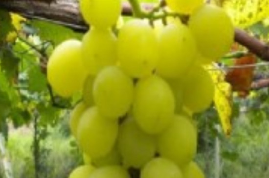 黄金蜜葡萄品种介绍