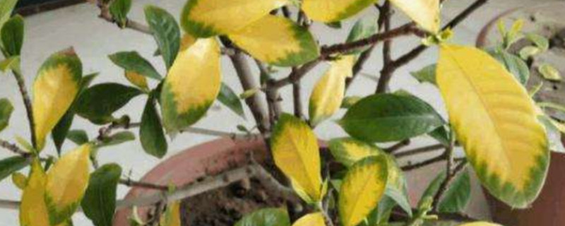 栀子花的叶子发黄的原因和怎样处理