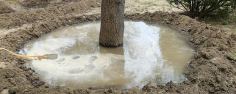 刚移栽的树能浇生根水吗