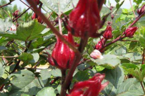 红桃k种植方法和时间和地域