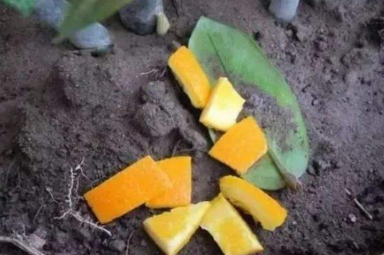 橘子皮可以做养花的肥料吗