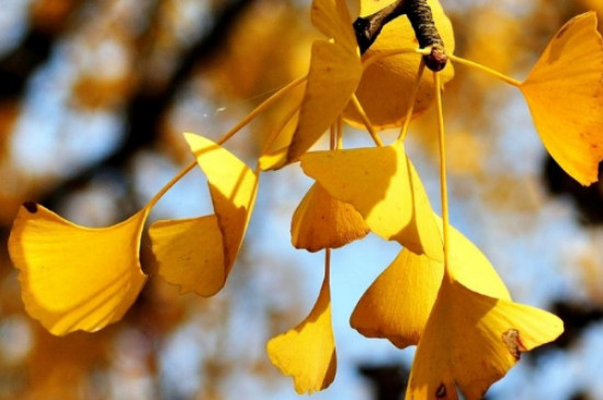 上海银杏树什么时候变黄