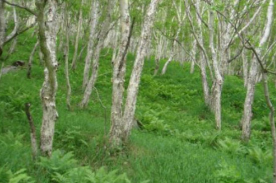 岳桦林属于针叶林还是阔叶林