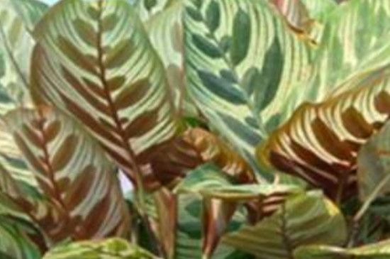 油画竹芋的养殖方法和注意事项
