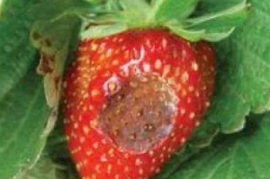 草莓苗断头病是什么样的