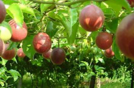 容易种植的爬藤类水果