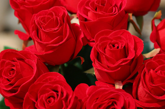 红玫瑰和红月季的区别