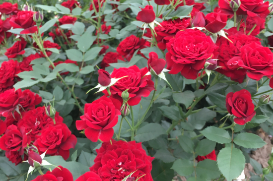 红玫瑰和红月季的区别