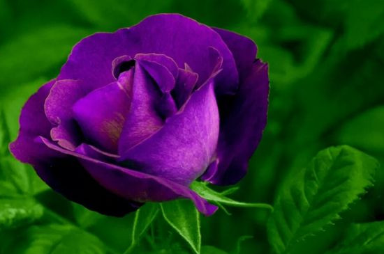 紫色玫瑰花代表什么意思