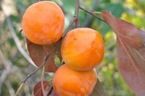 太秋甜柿适合在哪个地方种植