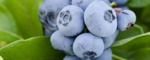 蓝莓杜克品种介绍
