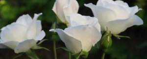 白玫瑰真正的花语