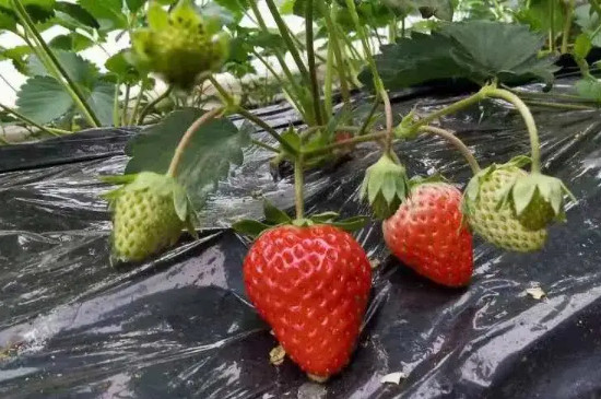 红玉草莓苗品种介绍