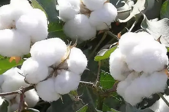 棉花是双子叶植物吗