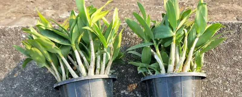 澳洲香水石斛的养殖方法和注意事项