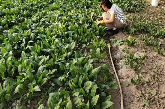 菠菜的种植方法和技术