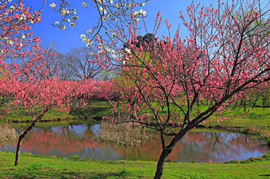桃树是先开花还是先长叶的落叶树
