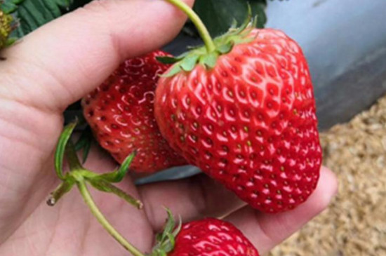 隋珠草莓是不是香野草莓