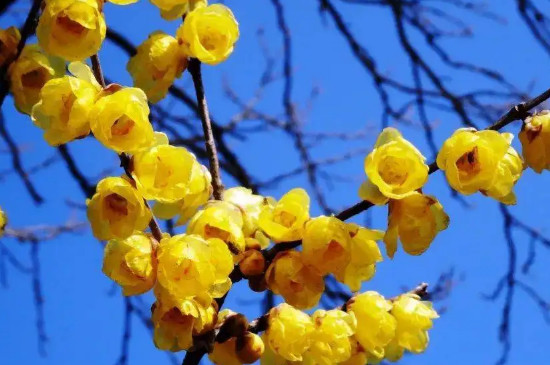 黄色腊梅花的花语和寓意