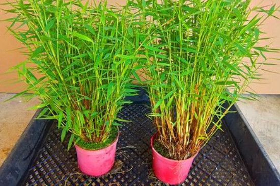 红观音竹的养殖方法和注意事项