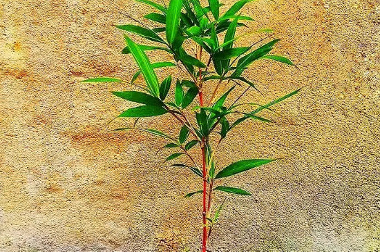 红观音竹的养殖方法和注意事项