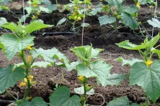 水果黄瓜的种植时间和管理方法